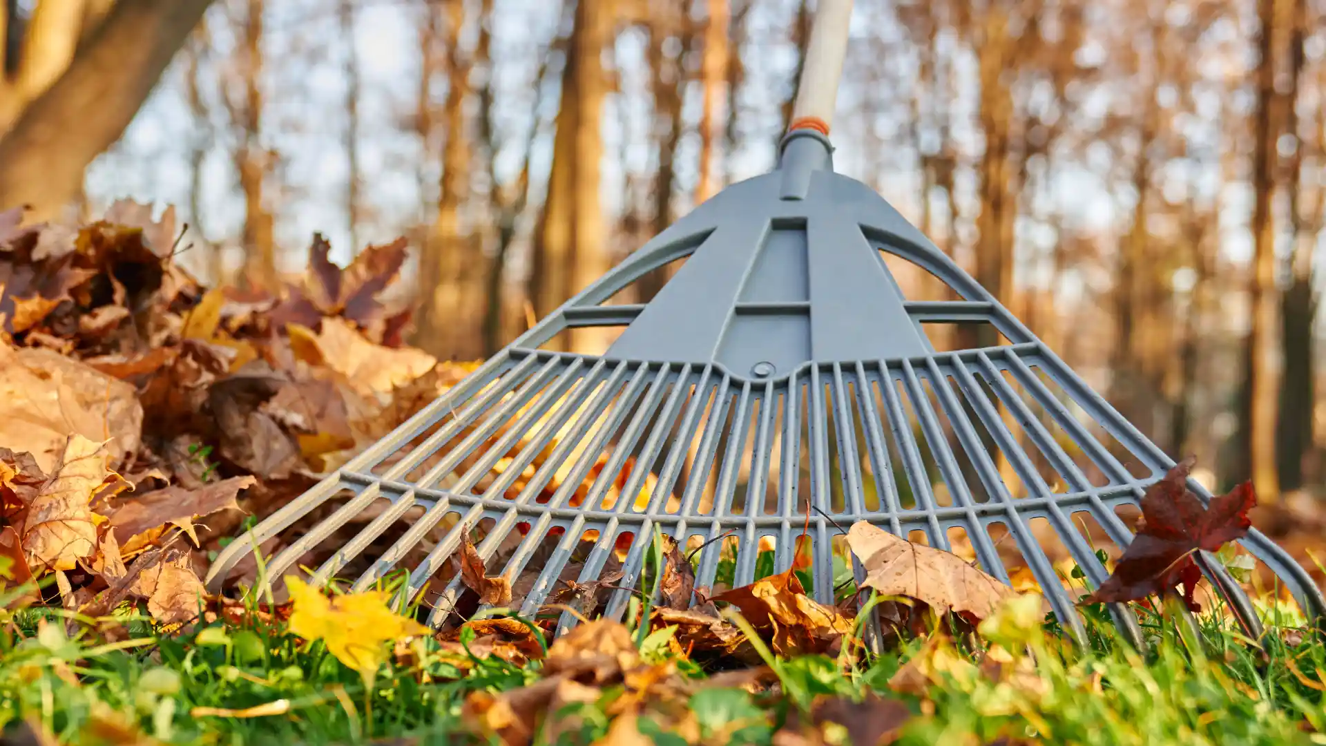 Seasonal Cleanup